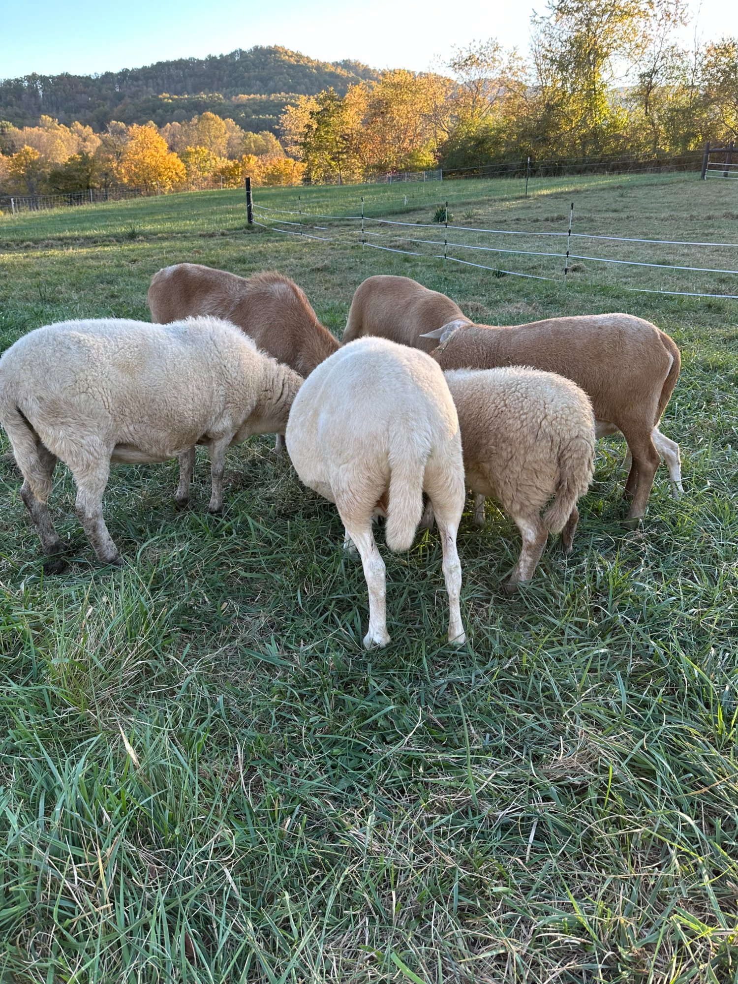 Sheep grazing on pasture at Sharp Iron Farmstead