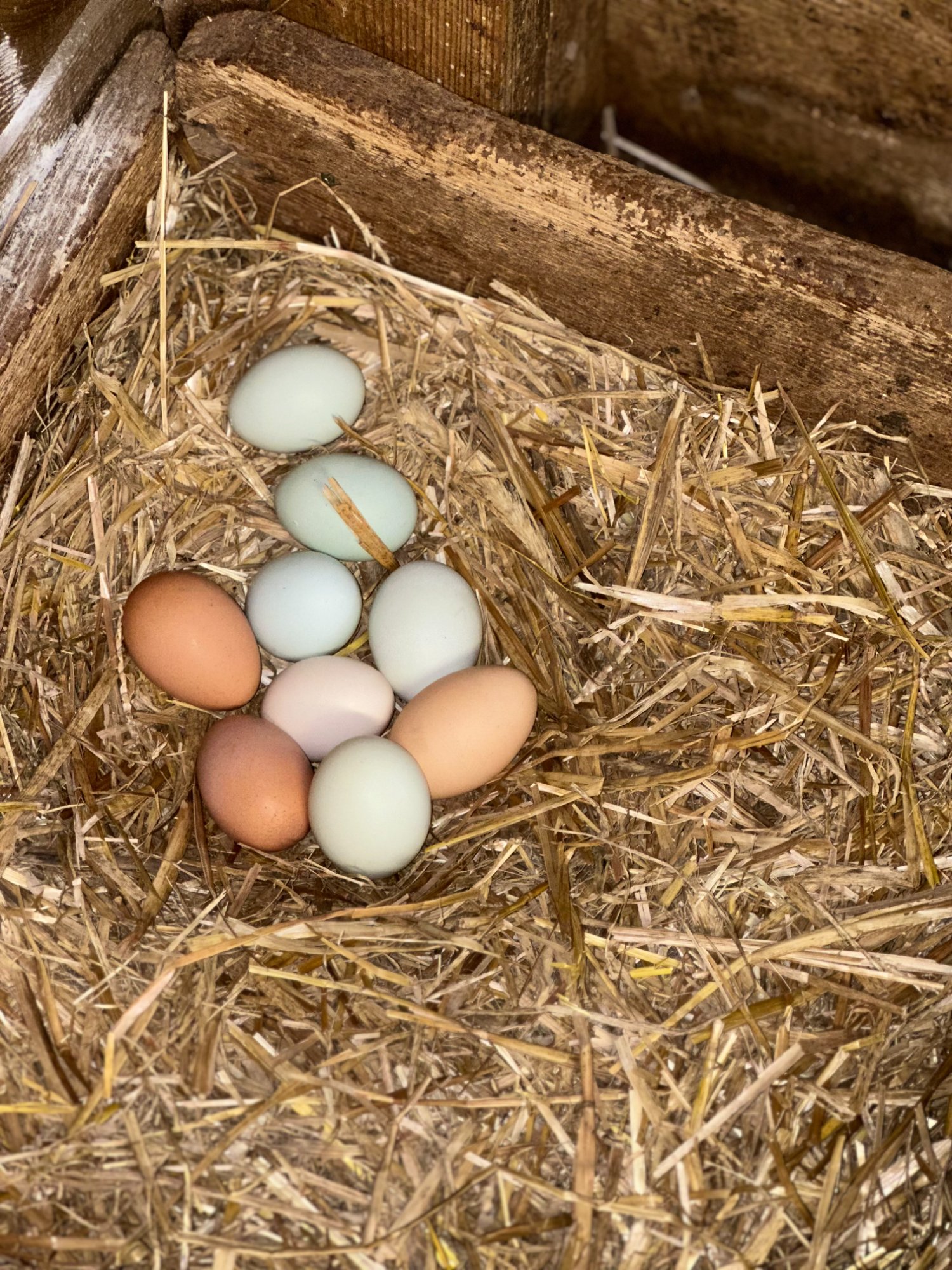 Colorful farm fresh eggs in a nest box at Sharp Iron Farmstead